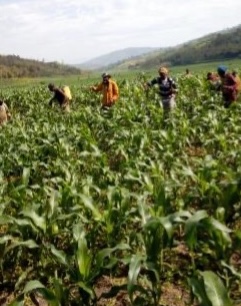 Farmers working in the field as part of the Farmer Field Learning School program